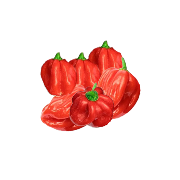 Fresh red habanero chili (afro chili) in Germany