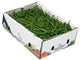 Frische Chilischoten (grün) KARTON Produktbild