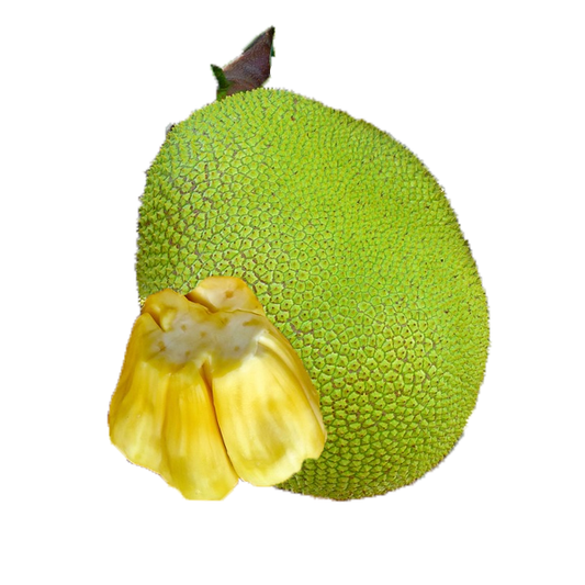 Jackfruit - Jackfruit