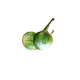 Mini Thai_Eggplant Thai Frisches Obst & Gemüse