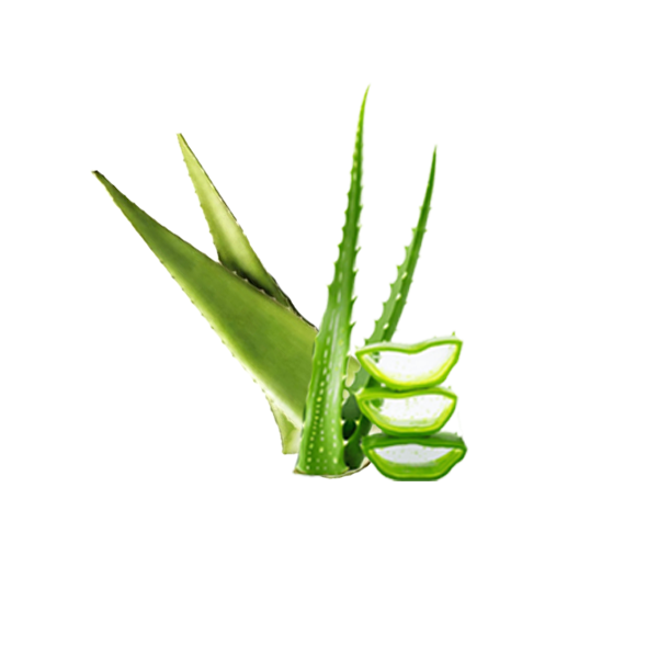 Fresh aloe vera leaves in Germany – SAIRAS