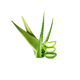 Fresh aloe vera leaves in Germany – SAIRAS