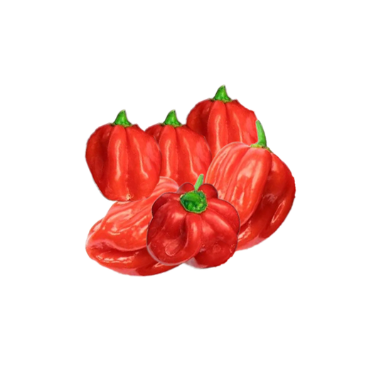 Fresh red habanero chili (afro chili) in Germany 